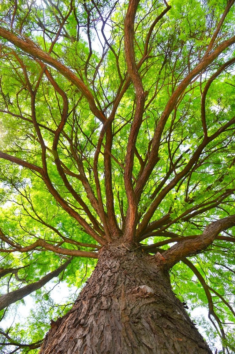 Beautiful Oak Green Tree - looking up